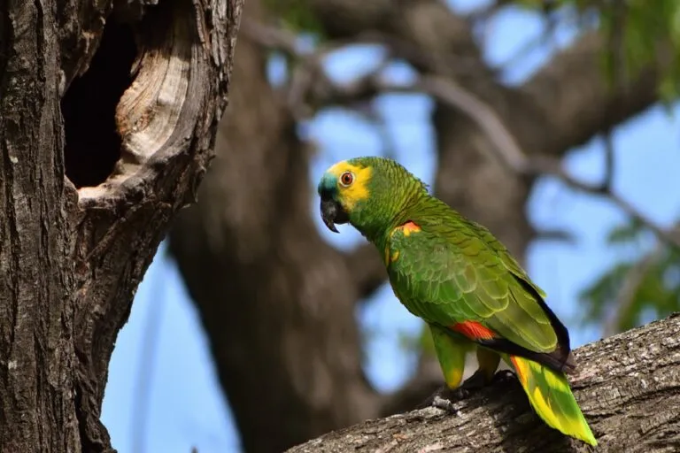 Amazonka niebieskoczelna Amazona aestiva