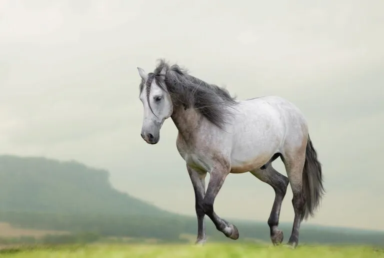 Koń luzytański Lusitano