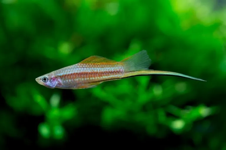 Mieczyk Hellera Xiphophorus hellerii