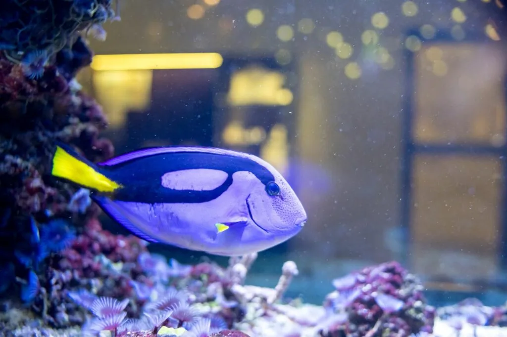 Pokolec królewski w akwarium Paracanthurus hepatus w akwarium
