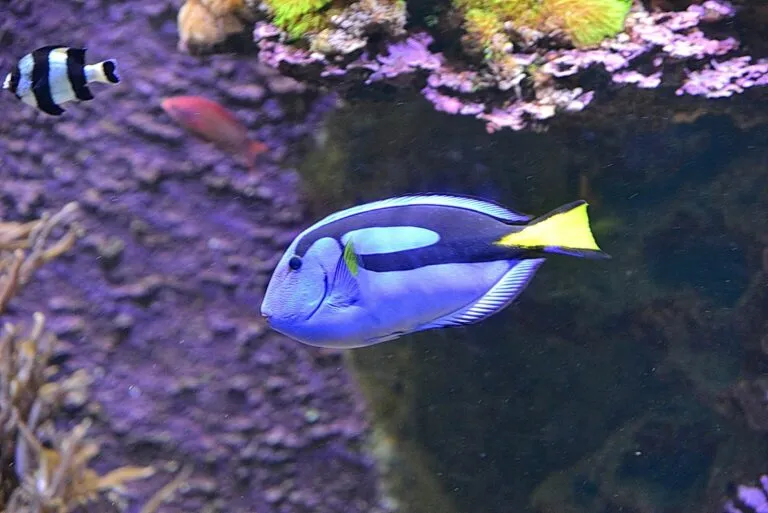 Pokolec królewski Paracanthurus hepatus