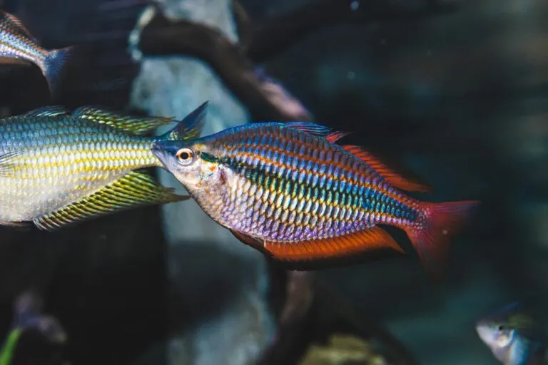 Tęczankowate Melanotaeniidae
