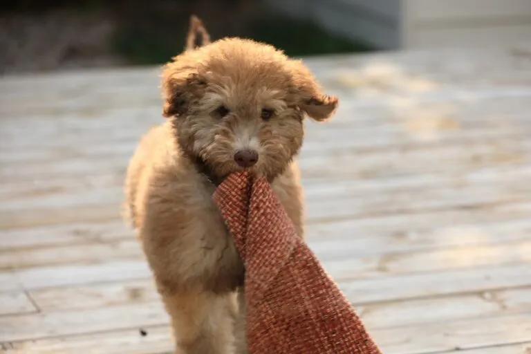 Whoodle Wheatenpoo