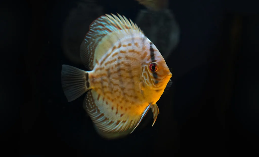 Paletka Symphysodon na czarnym tle