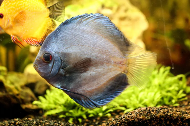 Symphysodon Dyskowce
