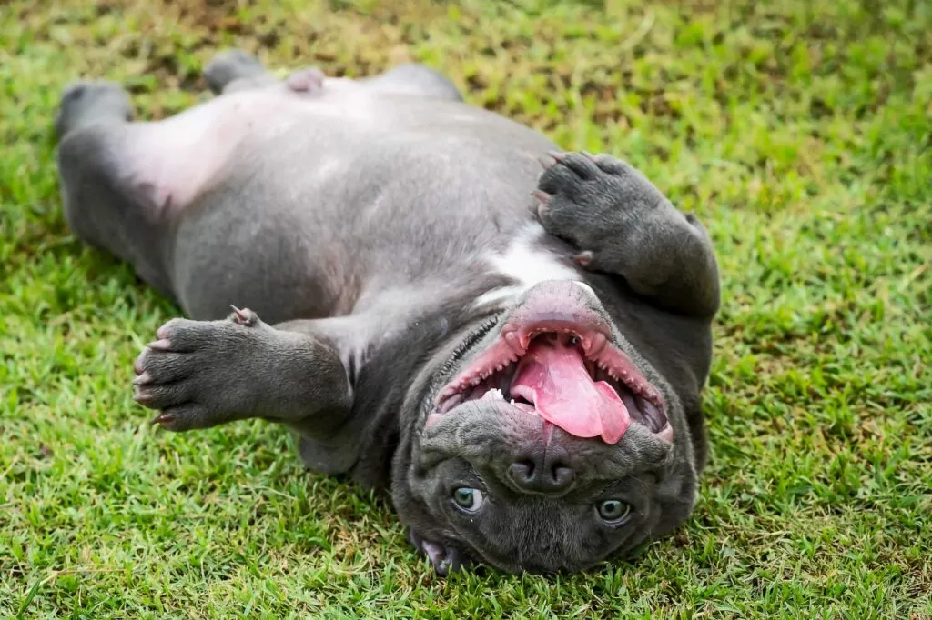 American bully podczas zabawy American bully na trawie