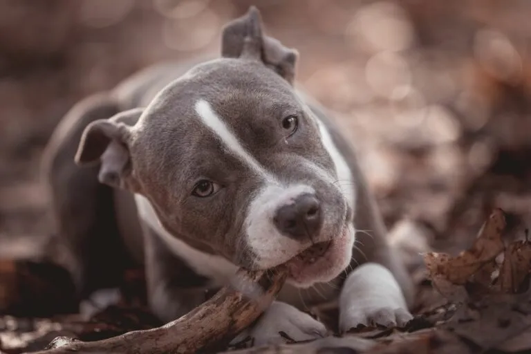 American bully American bully szczeniak