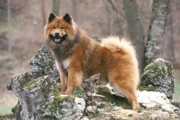 Eurasier Brązowy eurasier na skale