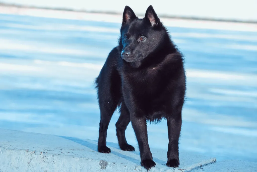 Schipperke w zimie Schipperke na niebieskim tle