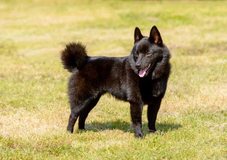 Schipperke Schipperke na trawie