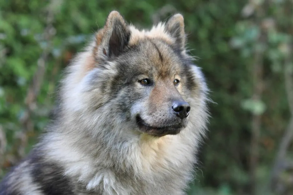 Szary eurasier Eurasier w szarym umaszczeniu