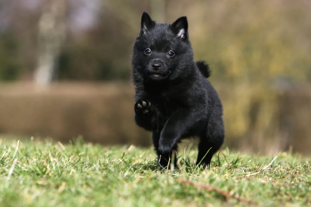 Szczeniak schipperke Mały czarny schipperke na spacerze
