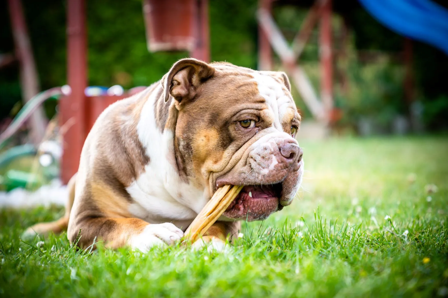 Buldog staroangielski jedzący kość Olde English Bulldogge gryzący kość