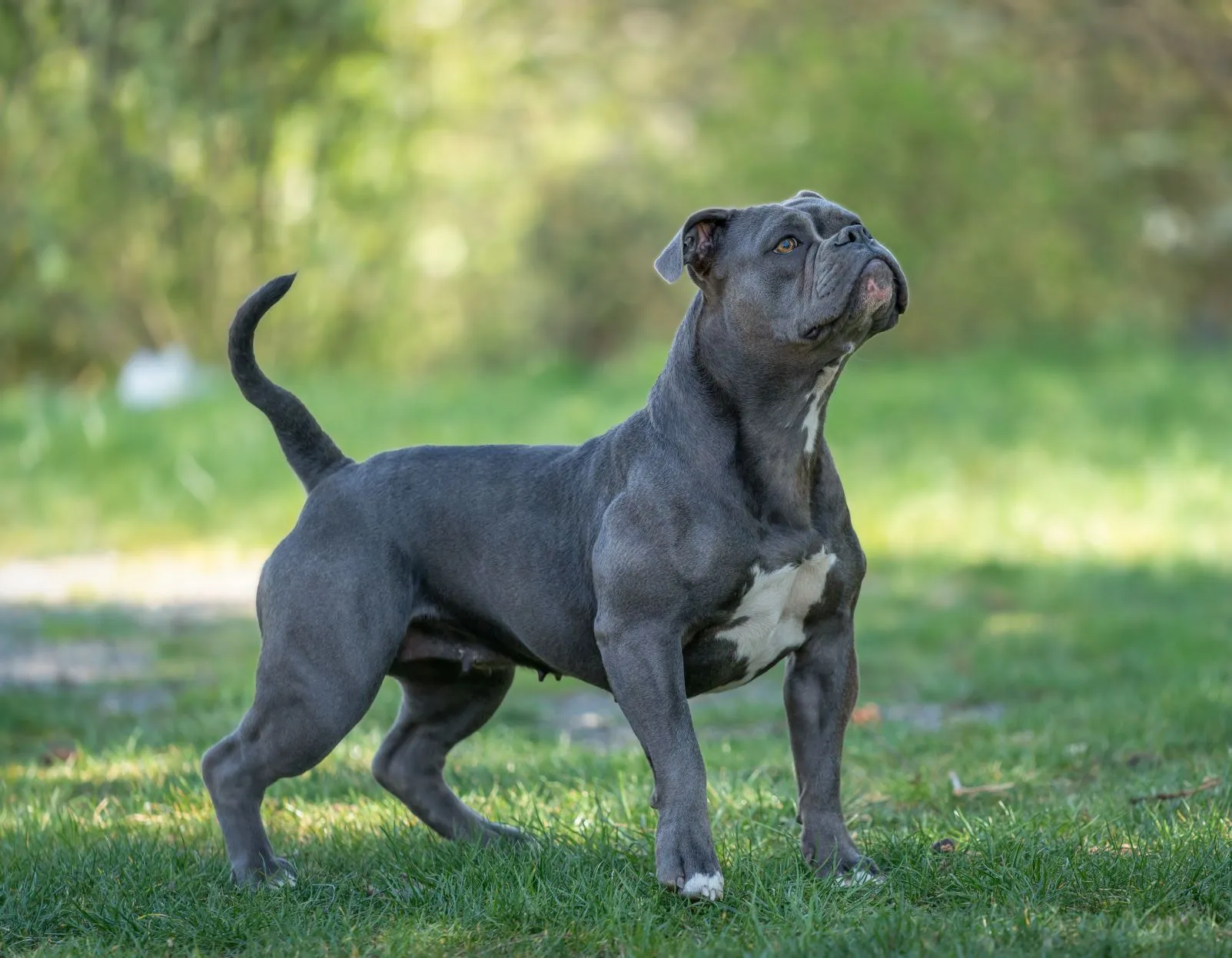 Buldog staroangielski w ogrodzie Olde English Bulldogge na trawie