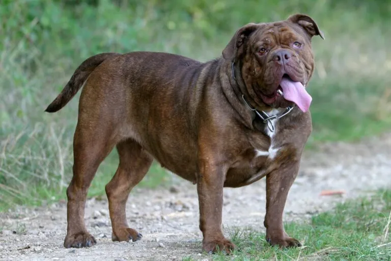 Buldog staroangielski Olde English Bulldogge