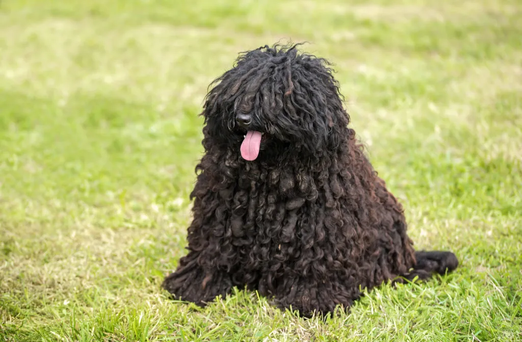 Czarny puli Puli w czarnym umaszczeniu