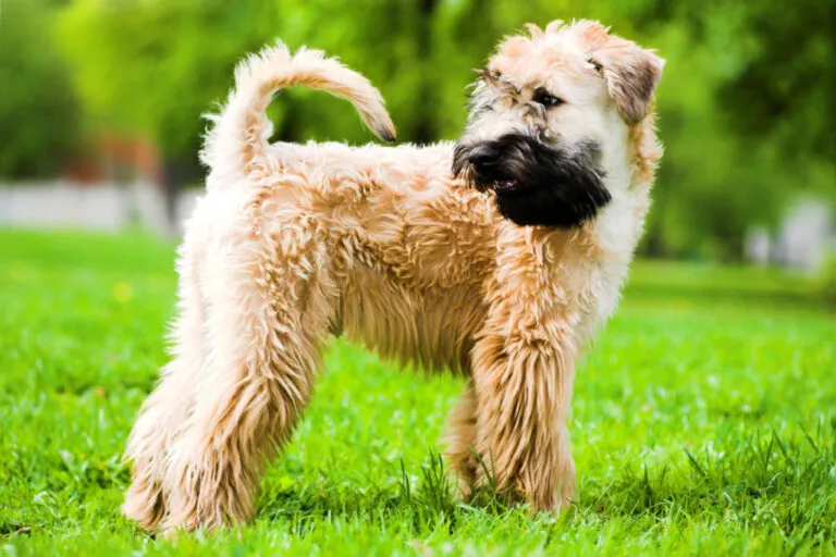 Irish soft coated wheaten terier Irish soft coated wheaten terier z czarną maską