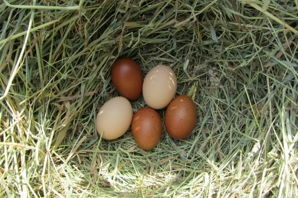 Jaja kury rasy marans Jaja zniesione przez kurę marans