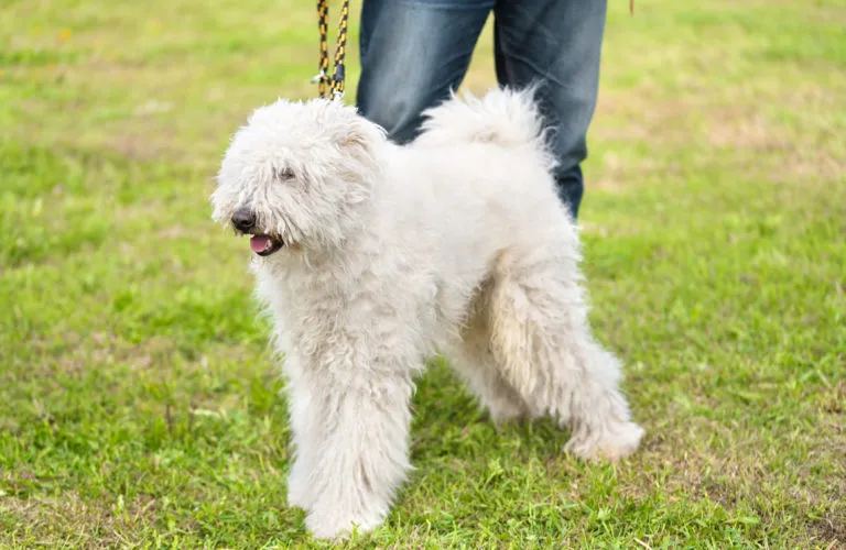 Komondor Owczarek węgierski