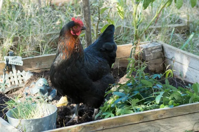 Kura marans Kura marans w ogrodzie