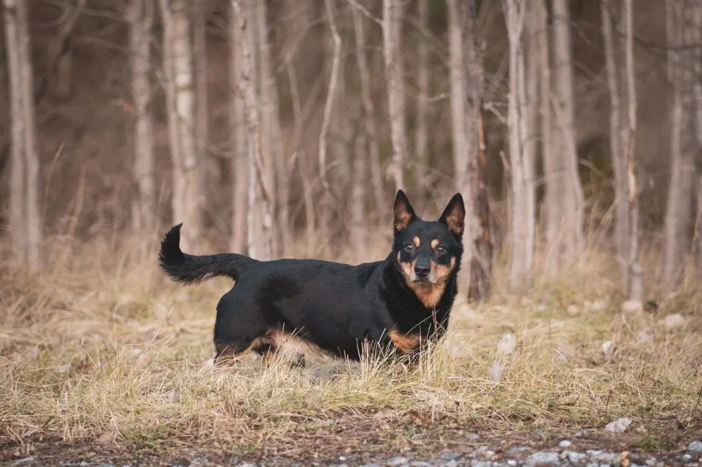 Lancashire heeler Lancashire heeler w lesie