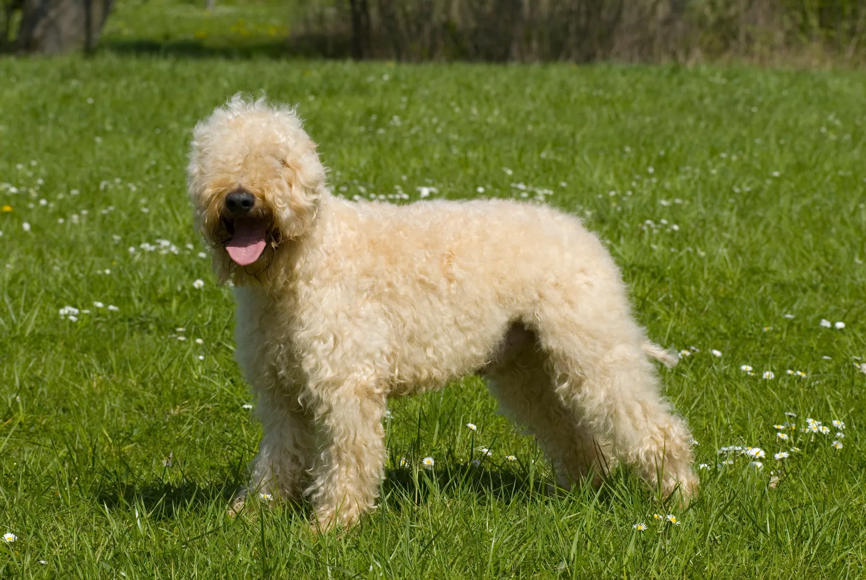 Miękkowłosy irlandzki pszeniczny terier Wheaten na trawie