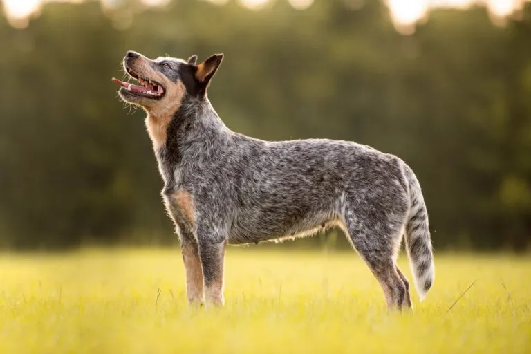 Najstarszy pies na świecie: Rasy i rekordy Australian cattle dog o imieniu Bluey