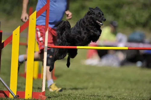 Owczarek chorwacki podczas agility Owczarek chorwacki skaczący przez przeszkodę