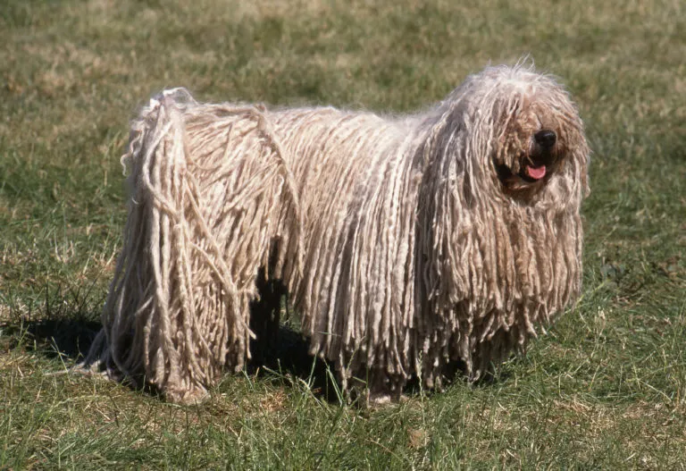 Puli Puli na trawie