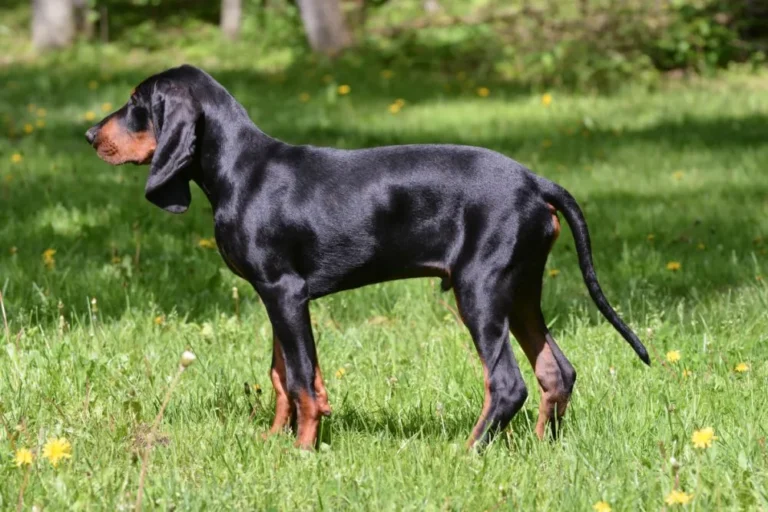 Czarny podpalany coonhound