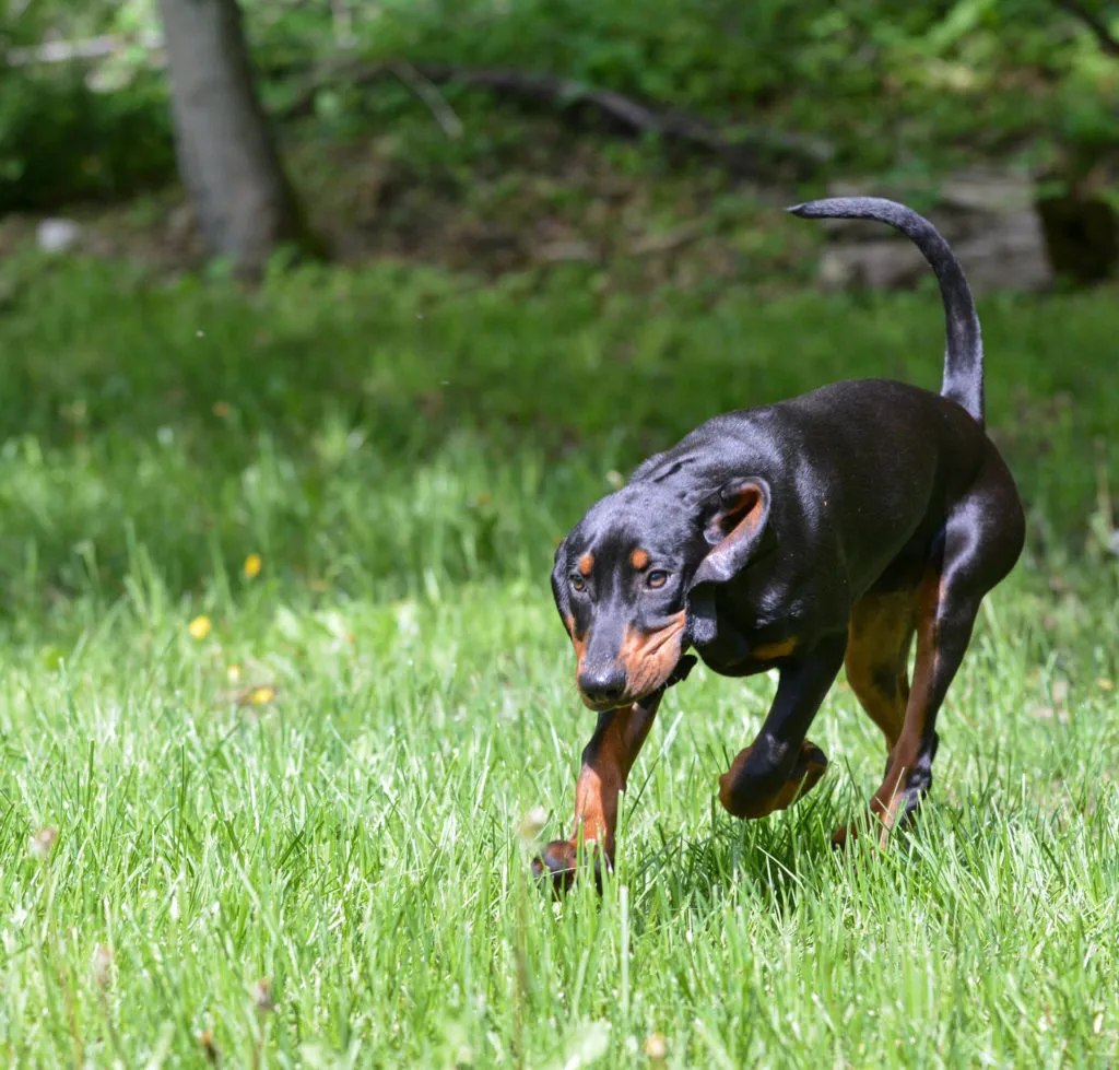 Black and tan coonhound w biegu Black and tan coonhound na spacerze
