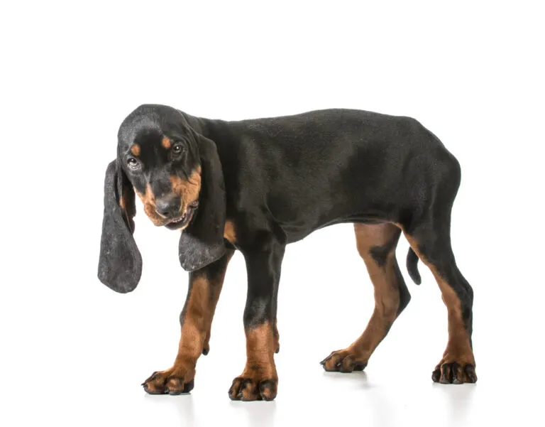 Black and tan coonhound Młody black and tan coonhound