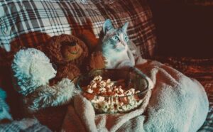 Filmy o kotach: 10 najlepszych propozycji