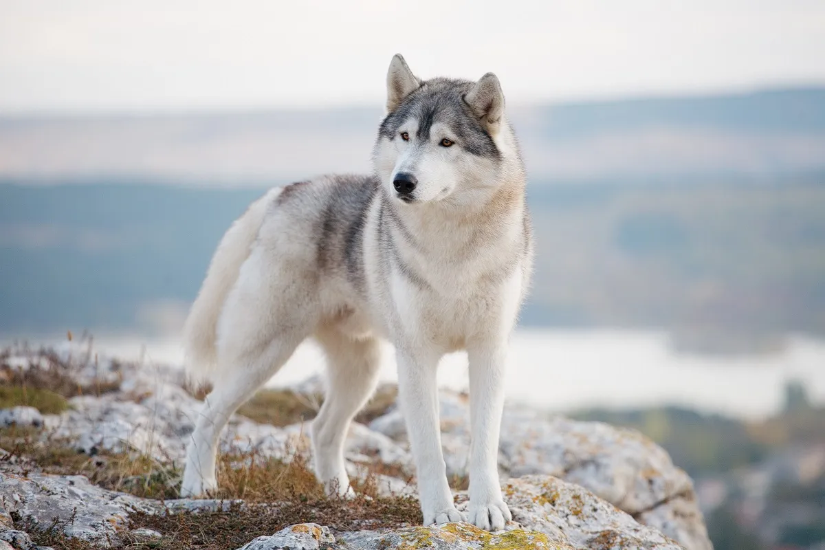 Husky syberyjski Husky syberyjski stojący na skale