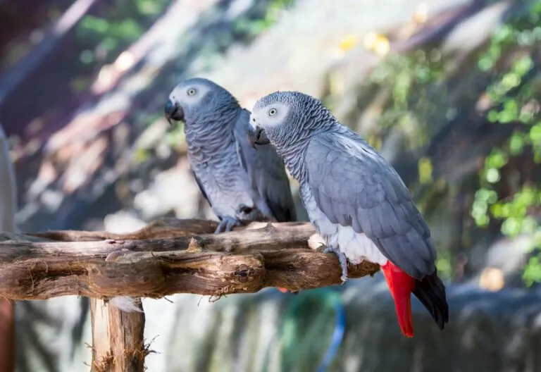 Papuga szara Psittacus erithacus
