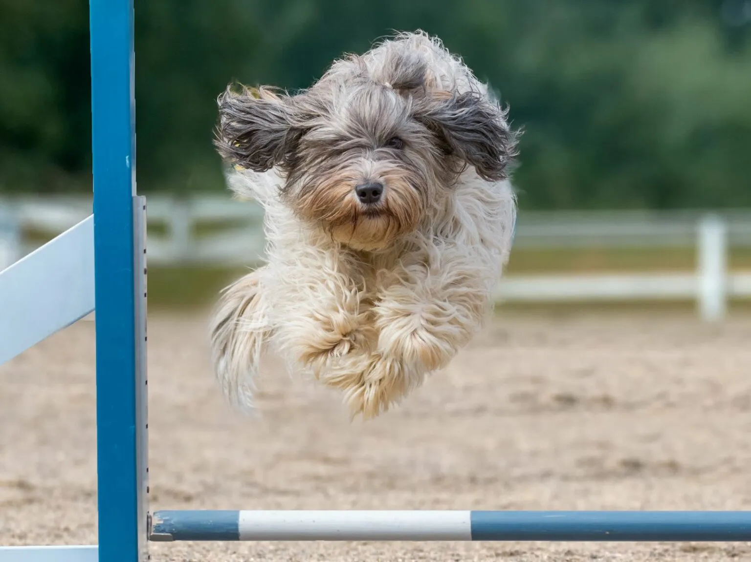 Schapendoes podczas agility Schapendoes skaczący przez przeszkodę