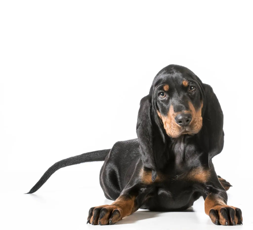 Szczeniak black and tan coonhounda Młody black and tan coonhound na białym tle