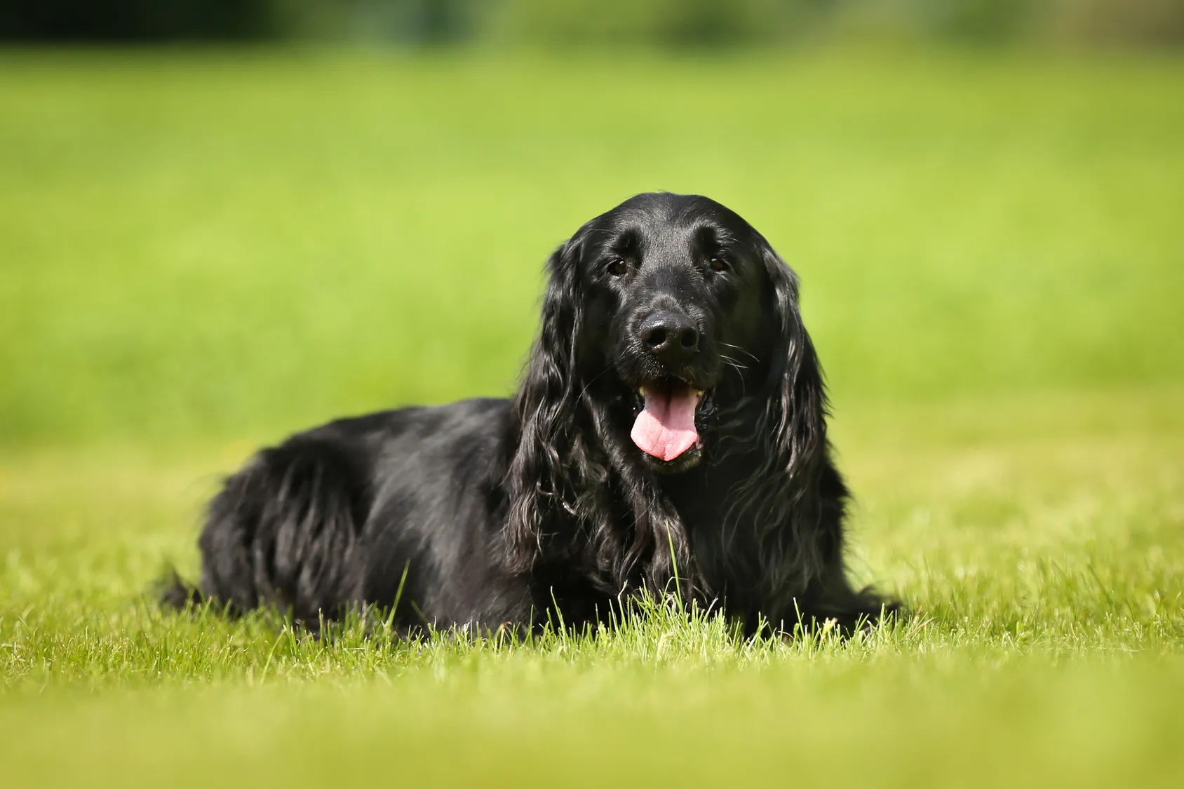 Flat coated retriever na trawie Flat coated retriever odpoczywający w ogrodzie