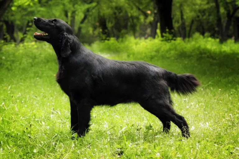 Flat coated retriever Portret flat coated retrievera