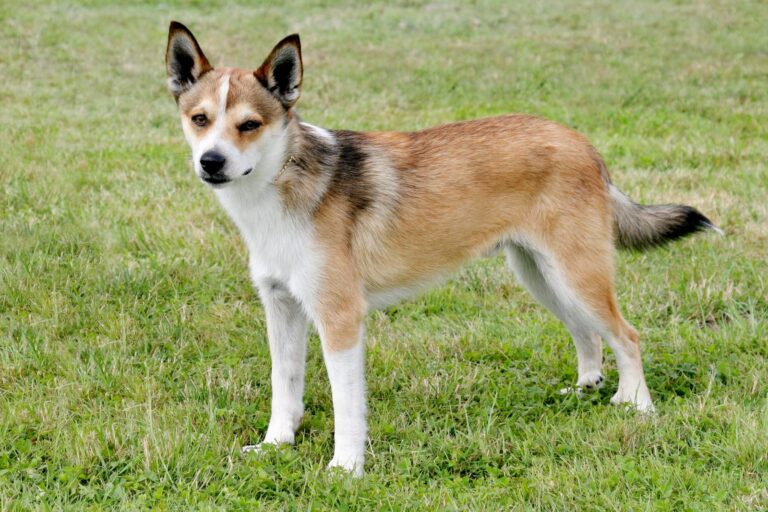 Norweski lundehund Norsk lundehund