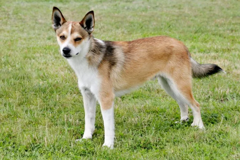 Norweski lundehund Norsk lundehund