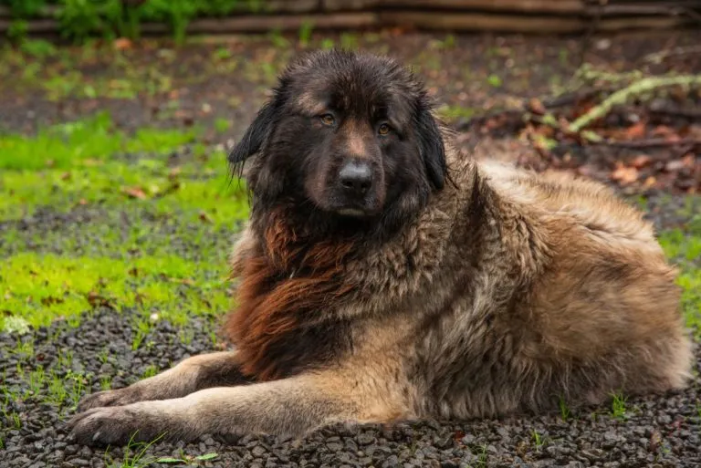 Pies górski z Estrela Cão de Serra de Estrela