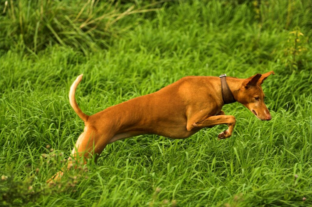 Podenco kanaryjski na łące Podenco kanaryjski w trakcie skoku