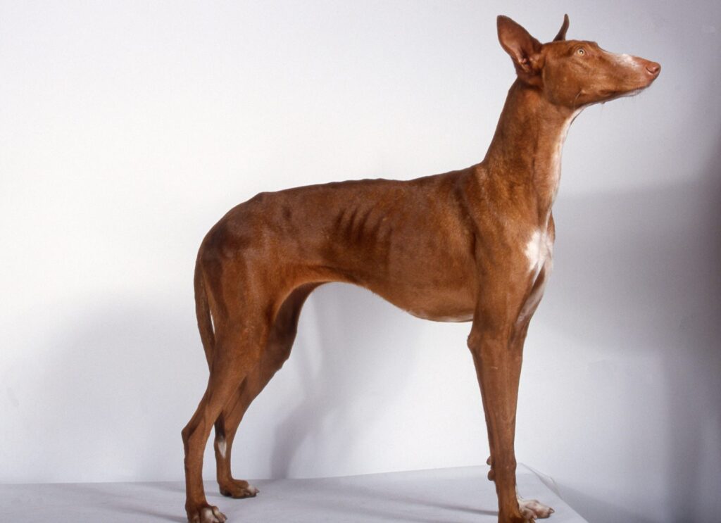 Podenco kanaryjski w studio Podenco kanaryjski na białym tle