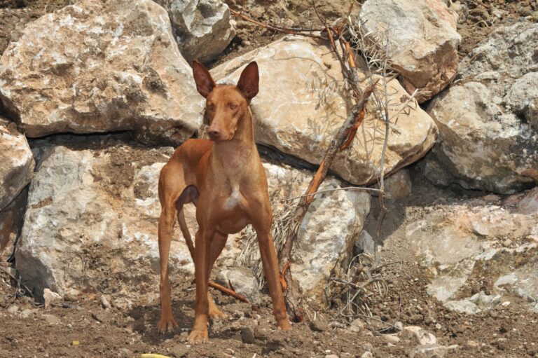 Podenco kanaryjski Podenco canario