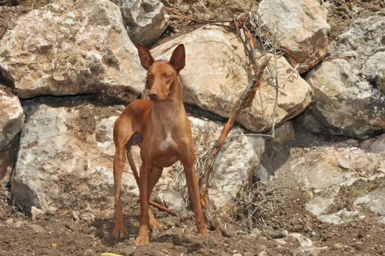 Podenco kanaryjski Podenco canario
