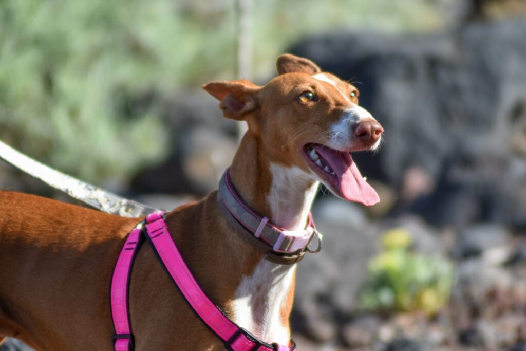 Podenco kanaryjski w różowych szelkach Podenco kanaryjski na różowej smyczy