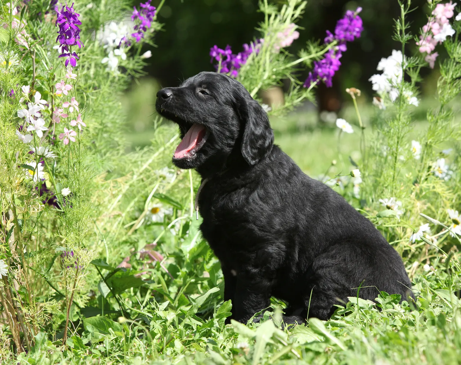 Szczeniak flat coated retrievera Młody flat coated retriever