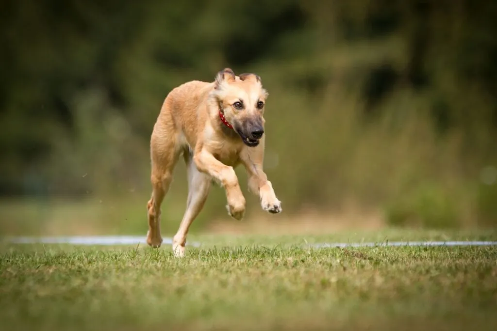 Windsprite podczas sprintu na trawie Whippet długowłosy podczas sprintu na trawie