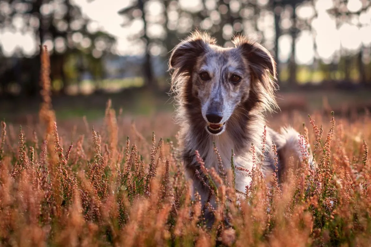 Windsprite siedzący na łące Whippet długowłosy siedzący na łące